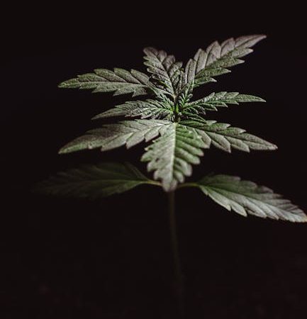 Fastest and Most Reliable Hemp Delivery Service in Prague