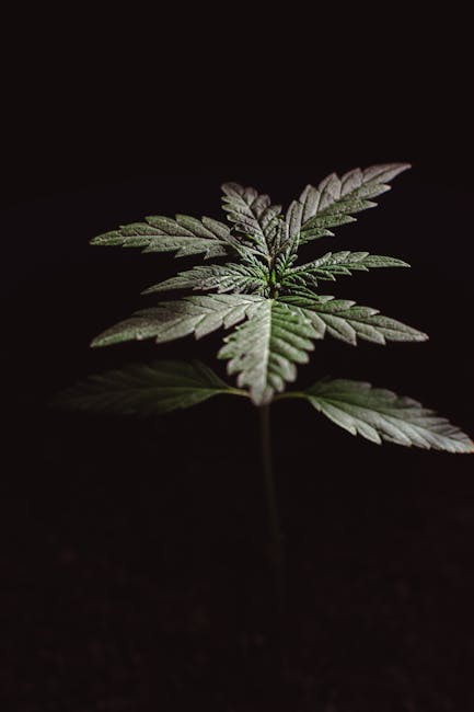 Fastest and Most Reliable Hemp Delivery Service in Prague