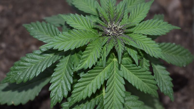 Prague is quickly becoming a hub for high‑quality hemp, cannabis, and related products in the Czech Republic