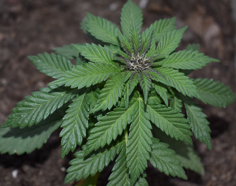Prague is quickly becoming a hub for high‑quality hemp, cannabis, and related products in the Czech Republic