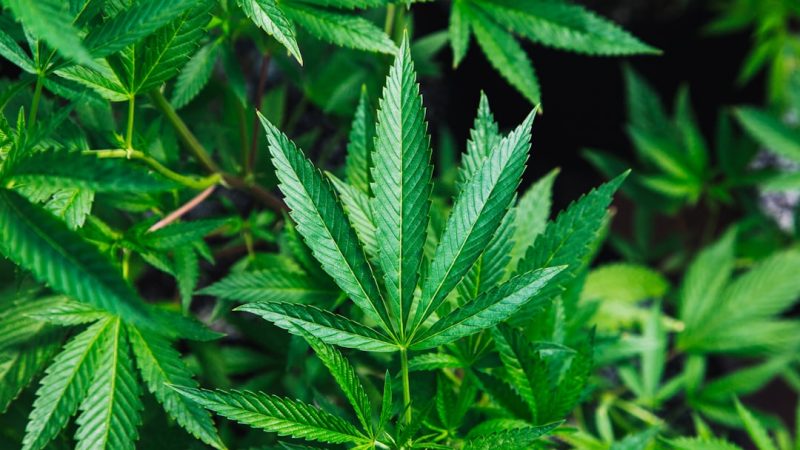 Looking for a reliable THC joints boutique near me in Prague