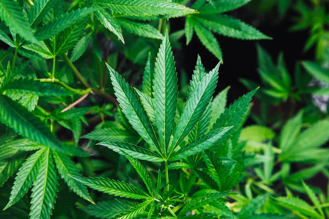 Looking for a reliable THC joints boutique near me in Prague