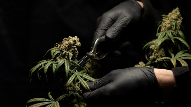 Looking for a reliable THC joints supplier in Prague?