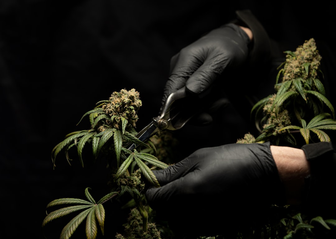 Looking for a reliable THC joints supplier in Prague?