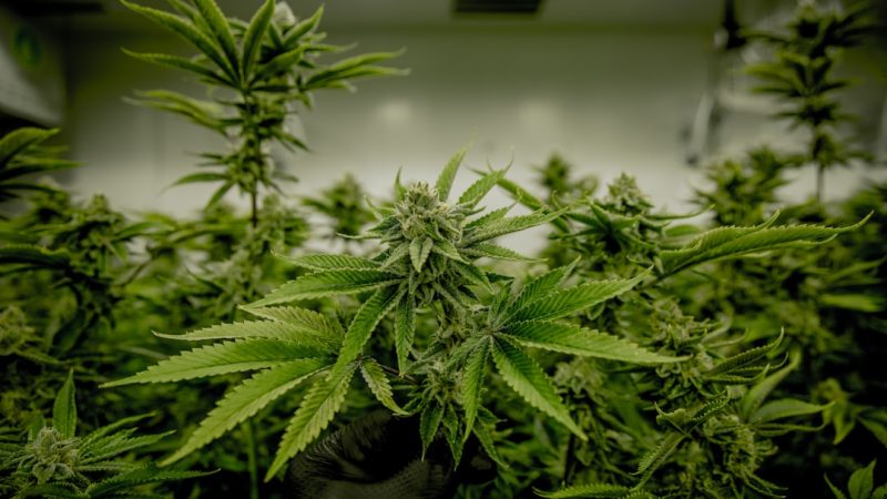 Prague Cannabis Shop: Premium THC Joints & Fast Shipping