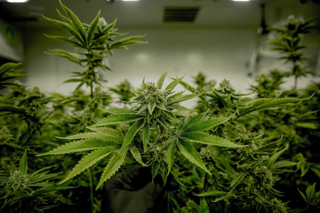 Prague Cannabis Shop: Premium THC Joints & Fast Shipping