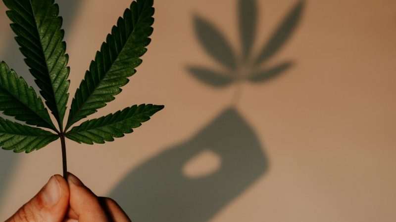 Prague Vape Shop: Your Source for Legal THC Vape