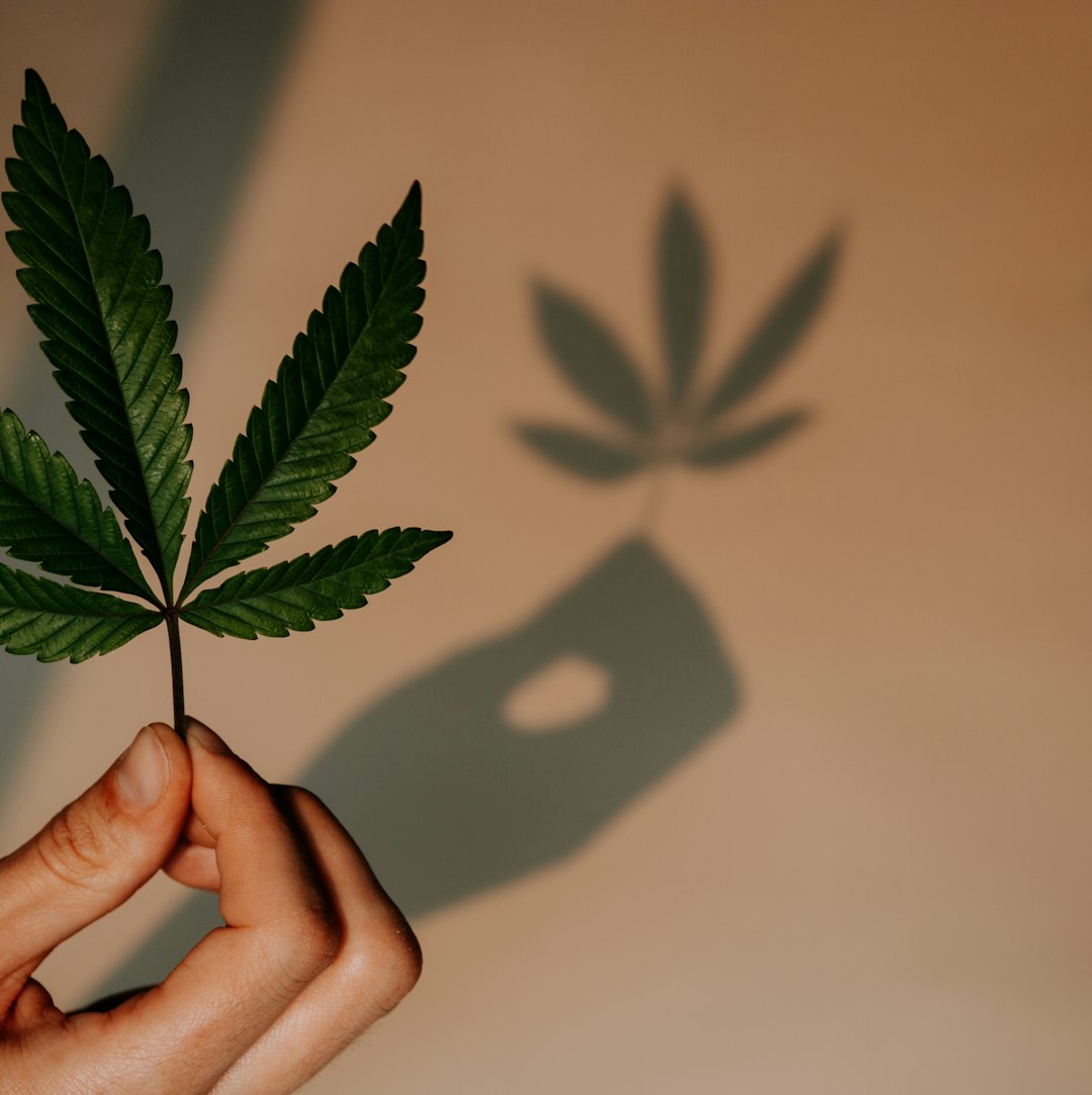 Prague Vape Shop: Your Source for Legal THC Vape