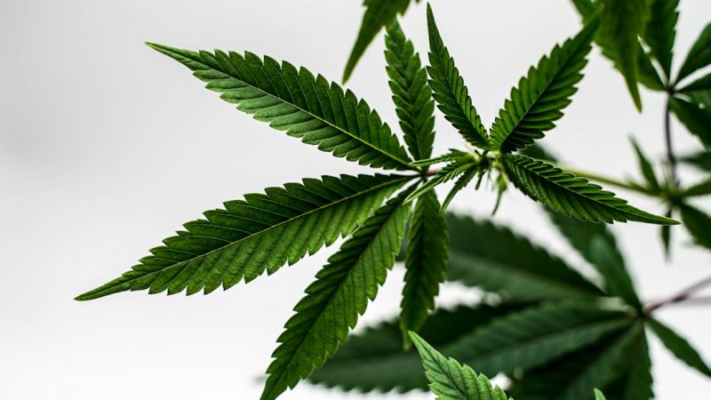Welcome to Prague’s premier weed shop Prague – your one‑stop cannabis online store