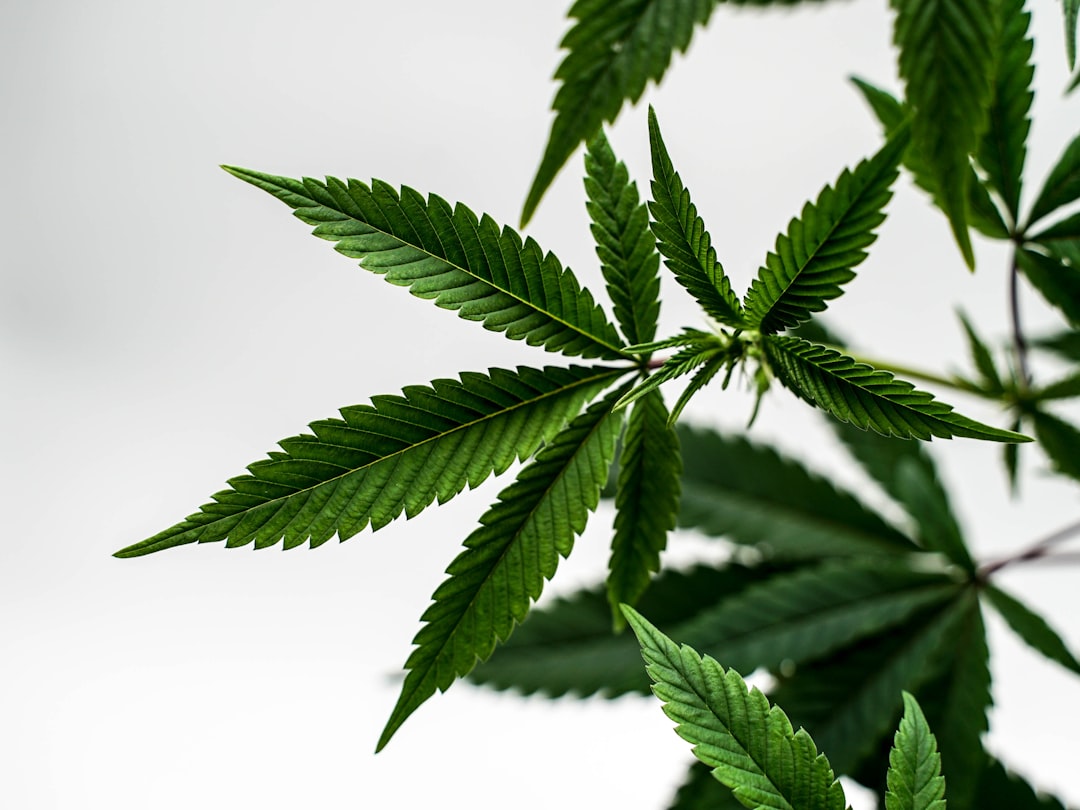 Welcome to Prague’s premier weed shop Prague – your one‑stop cannabis online store