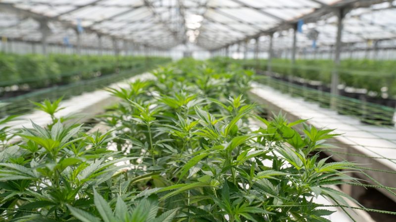 Prague Cannabis Dispensary Your Guide to Legal Weed and CBD
