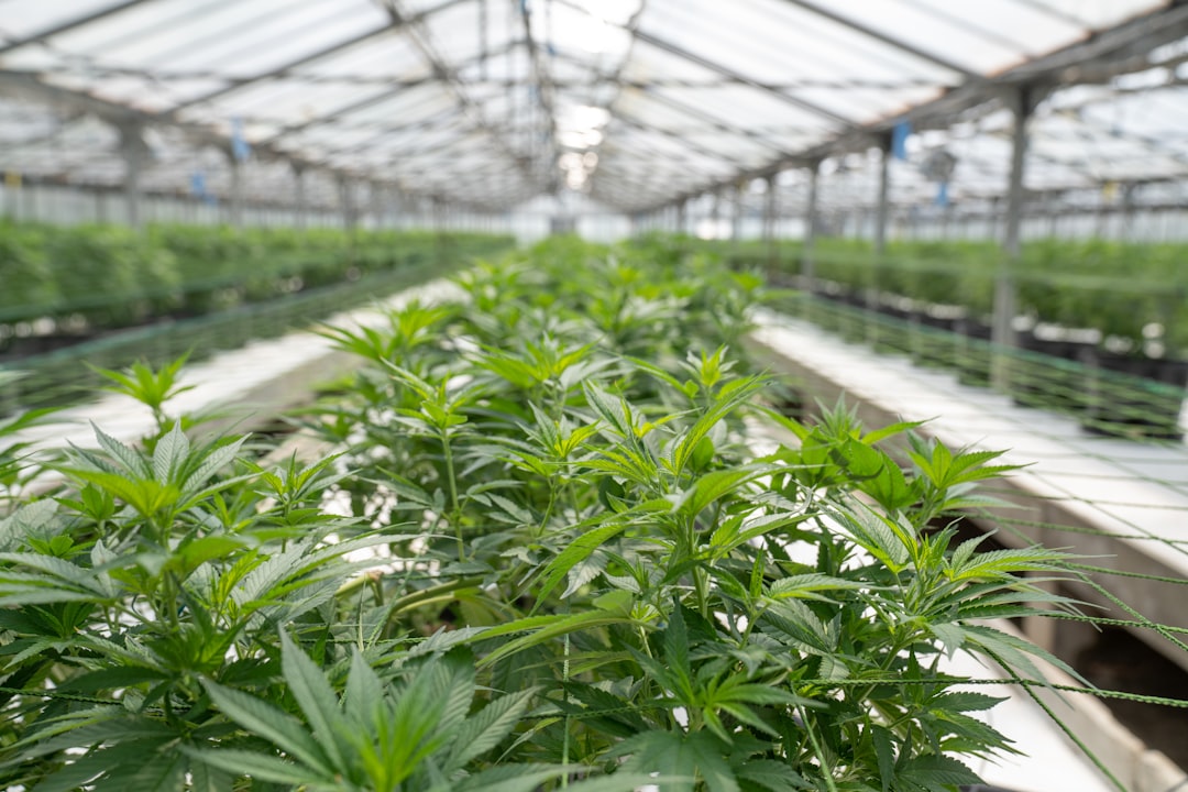 Prague Cannabis Dispensary Your Guide to Legal Weed and CBD