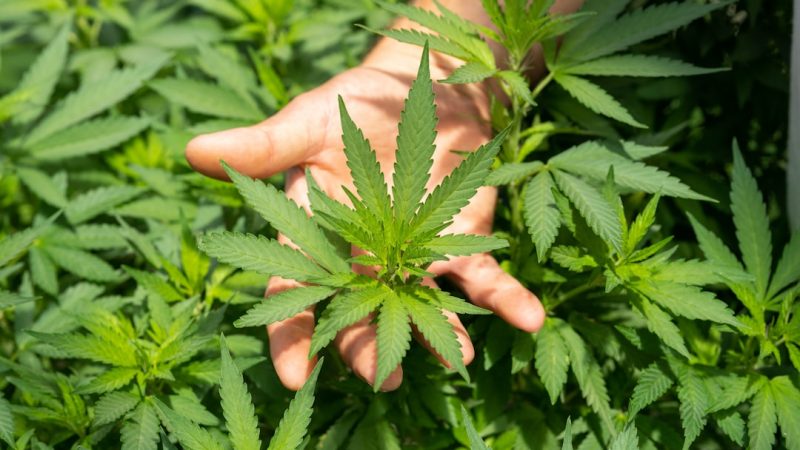 Prague has become a hub for high‑quality cannabis‚ hemp‚ and related products