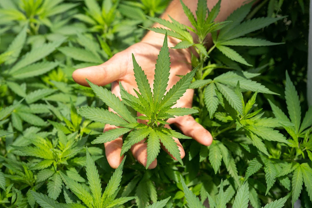 Prague has become a hub for high‑quality cannabis‚ hemp‚ and related products