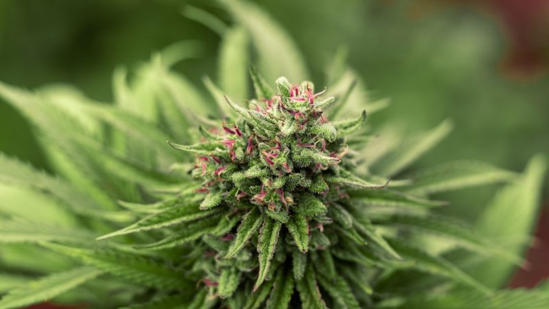 Looking for a reliable way to buy THC-infused joints and other cannabis products in Prague? Our online cannabis shop offers a wide selection of premium marijuana, weed, hemp, and THC items with discreet delivery throughout the Czech Republic
