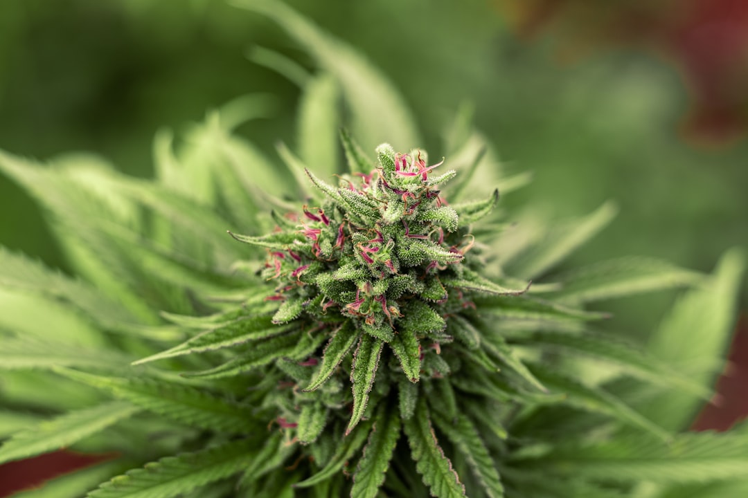Looking for a reliable way to buy THC-infused joints and other cannabis products in Prague? Our online cannabis shop offers a wide selection of premium marijuana, weed, hemp, and THC items with discreet delivery throughout the Czech Republic