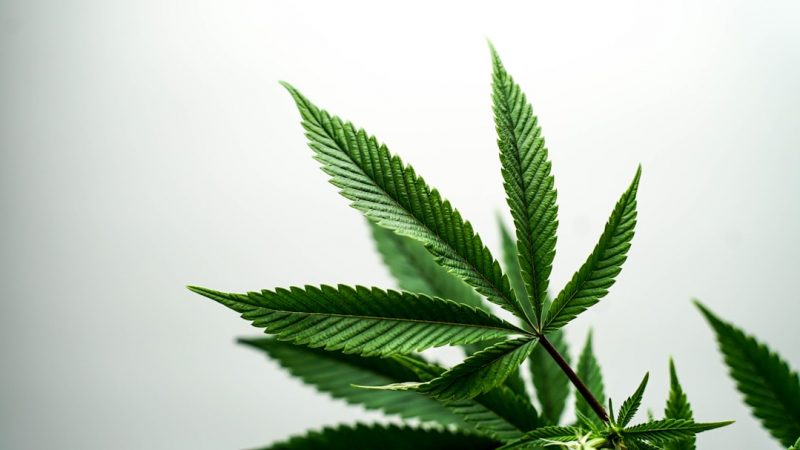 Welcome to the ultimate destination for cannabis‑infused chocolate in the heart of Prague