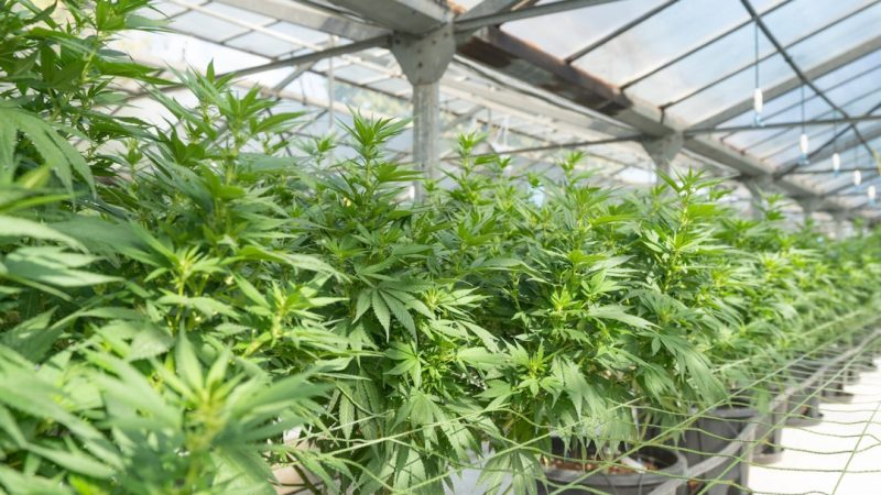 Prague weed delivery cost estimate
