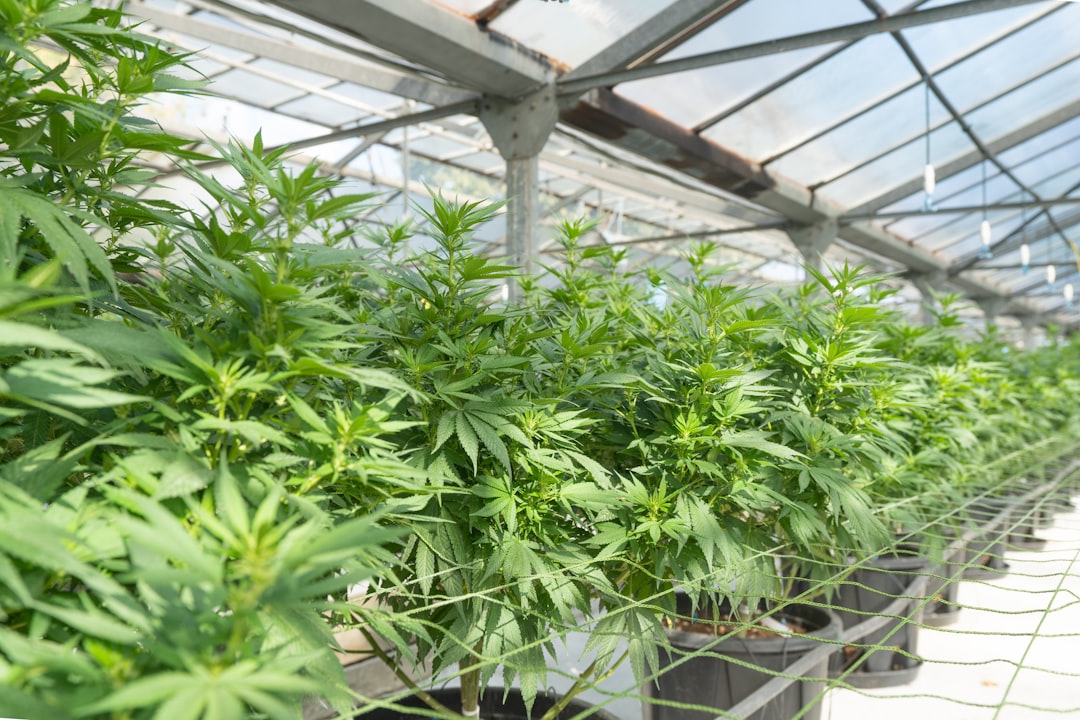 Prague weed delivery cost estimate