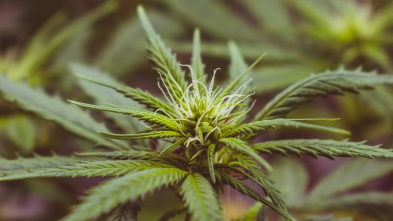Discreet Cannabis Delivery in Prague