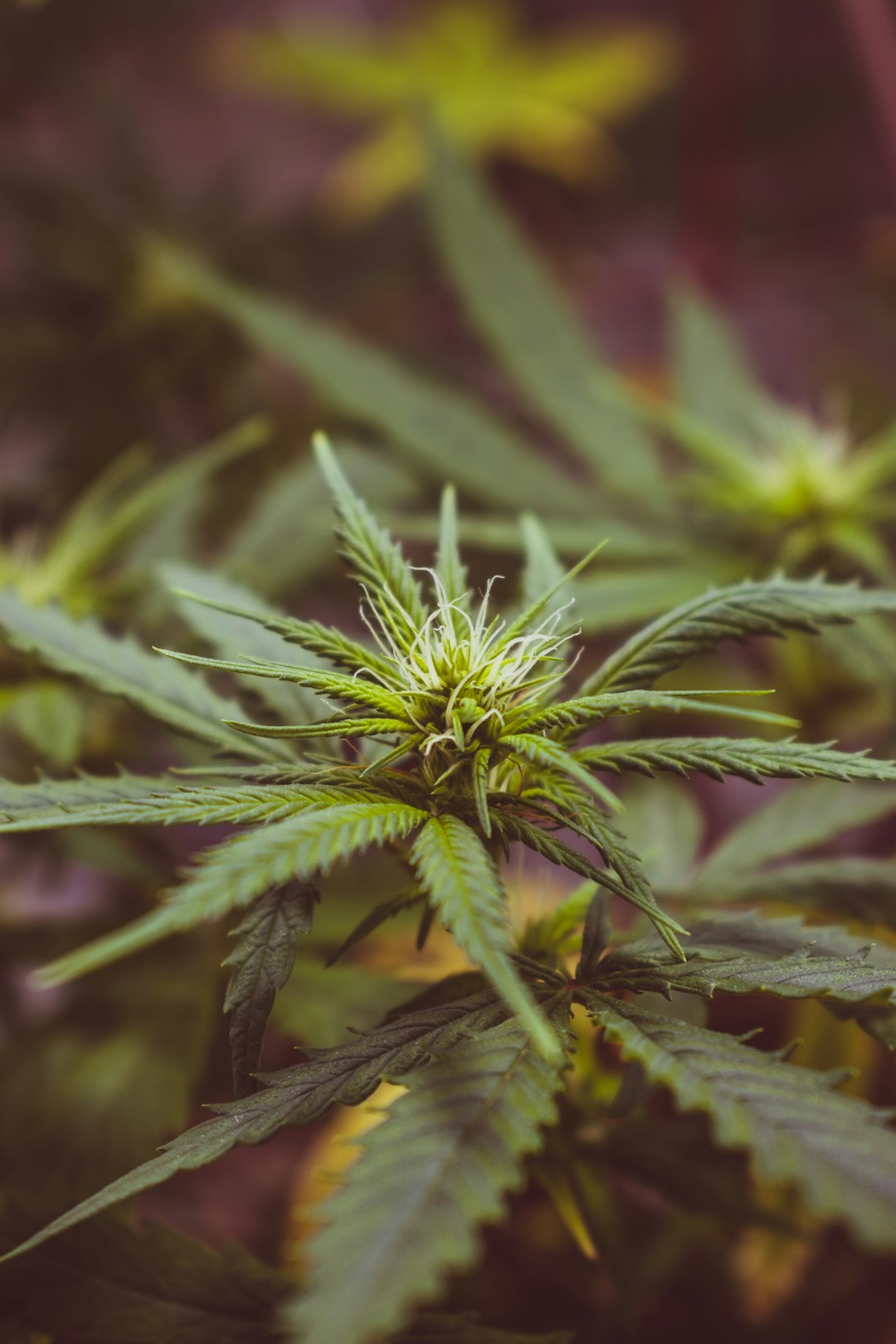 Discreet Cannabis Delivery in Prague
