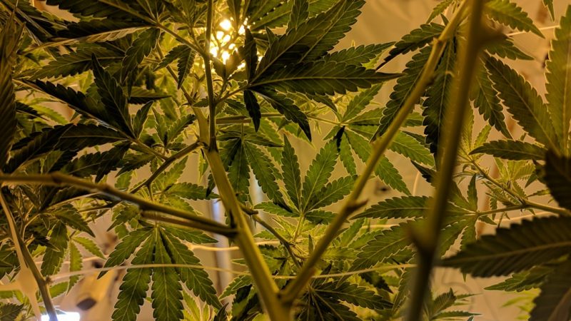 Prague cannabis market guide