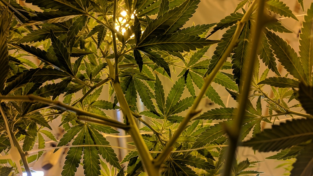 Prague cannabis market guide
