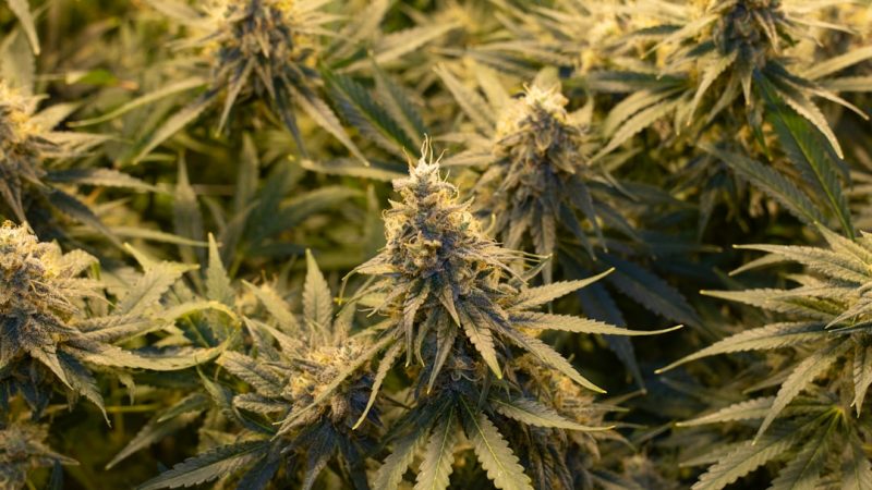 Prague is rapidly becoming one of the most vibrant hubs for hemp and cannabis products in Central Europe