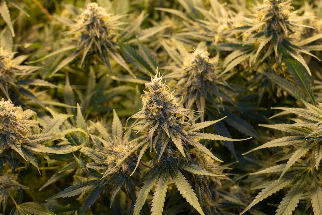 Prague is rapidly becoming one of the most vibrant hubs for hemp and cannabis products in Central Europe