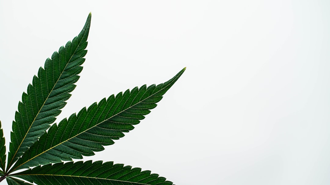 Curious about how much you’ll pay for cannabis, marijuana, hemp, or THC‑rich products in Prague?