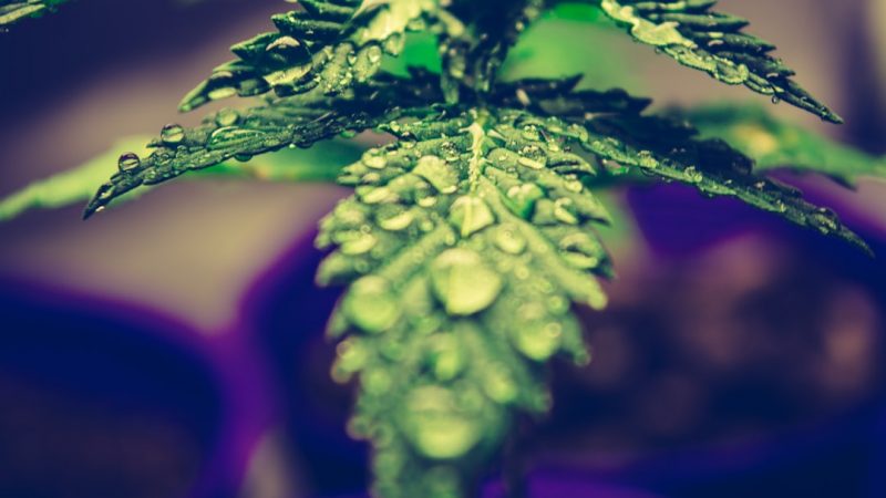Prague cannabis guide