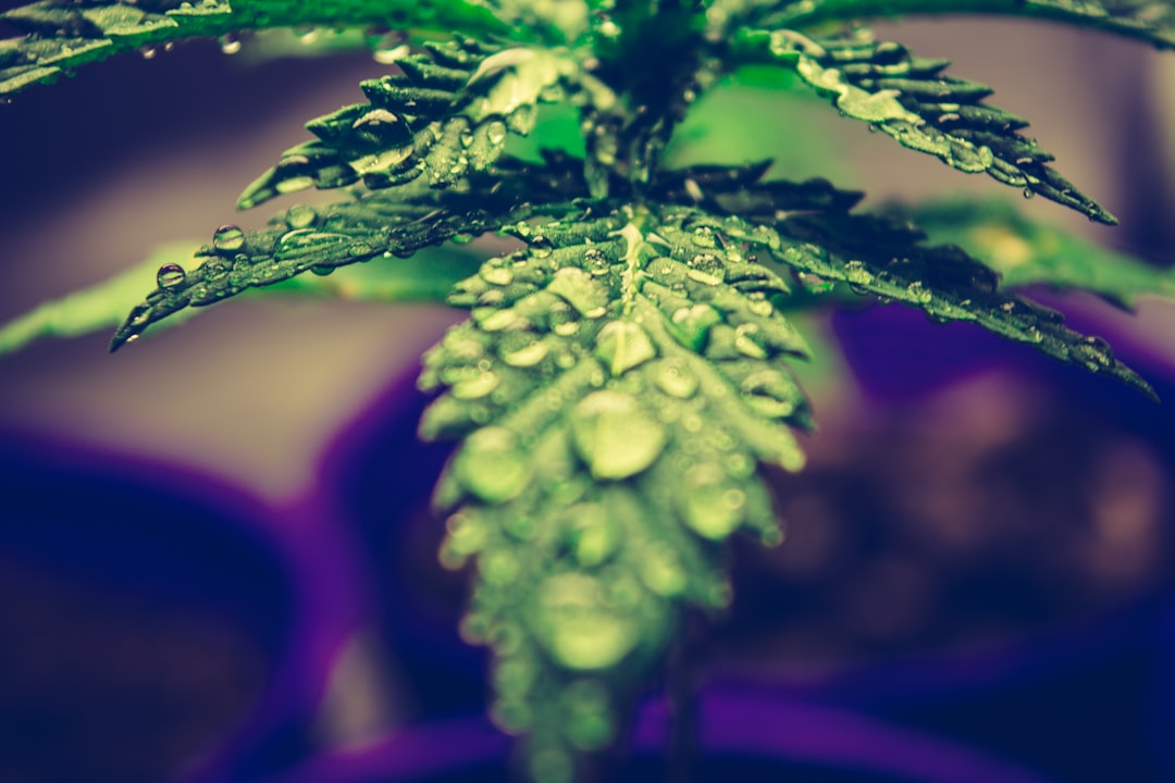 Prague cannabis guide