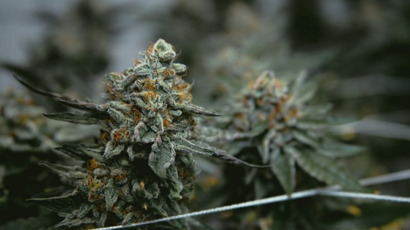 Cannabis Delivery in Prague: Fast, Discreet, and Affordable