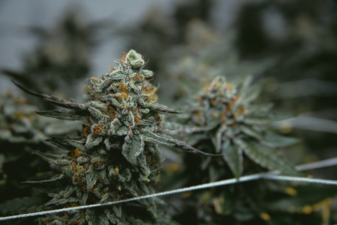 Cannabis Delivery in Prague: Fast, Discreet, and Affordable