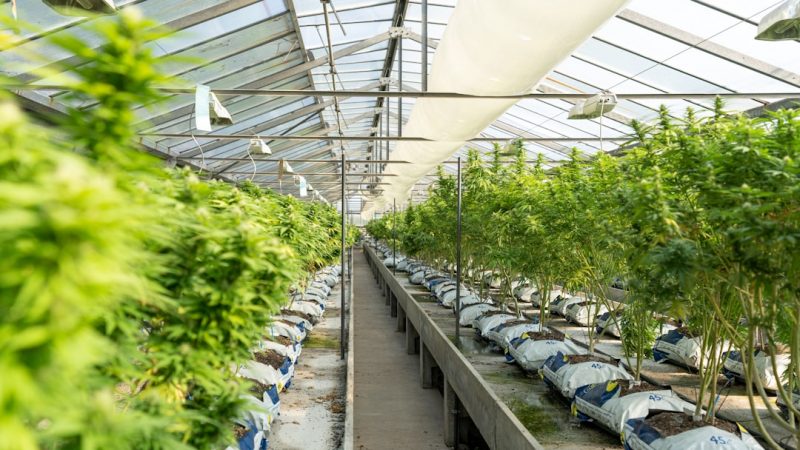 Prague Cannabis Guide