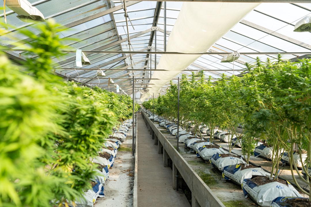 Prague Cannabis Guide