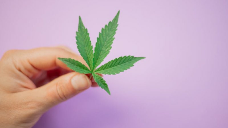 Looking for a reliable, licensed source of THC vapes in Prague?
