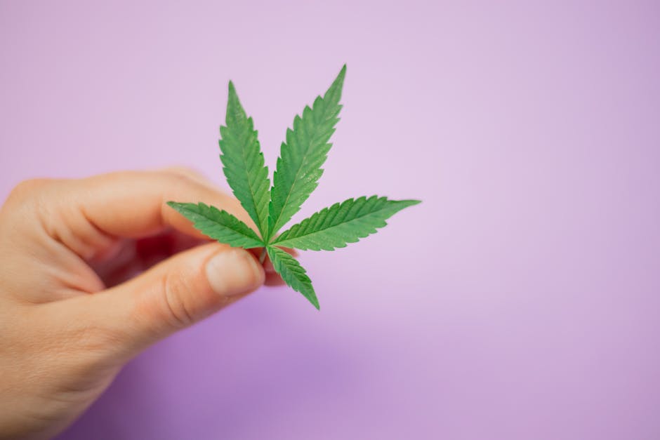 Looking for a reliable, licensed source of THC vapes in Prague?