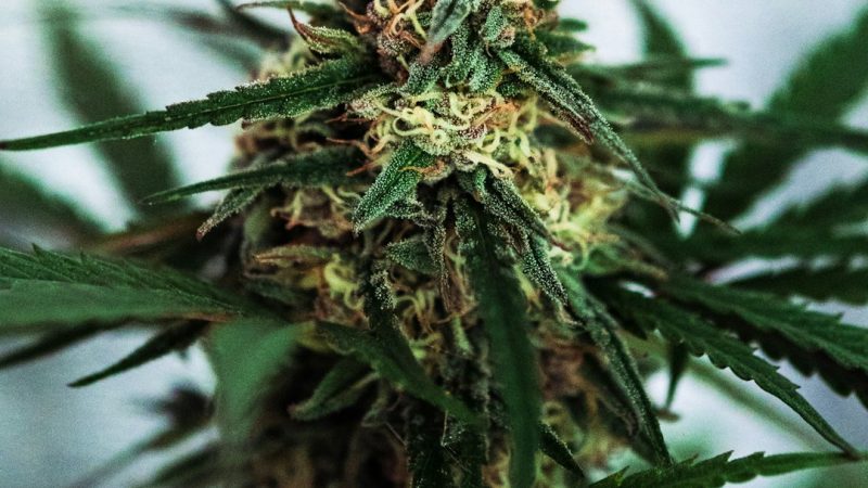 Prague Online Shop for Premium THC Joints