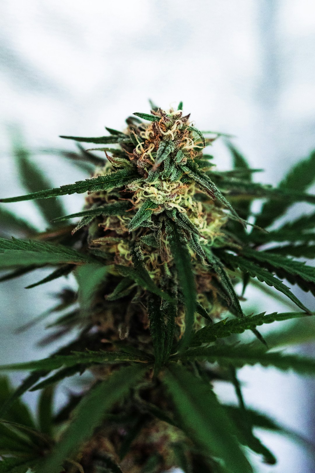 Prague Online Shop for Premium THC Joints
