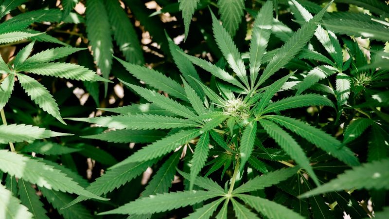 Same-Day THC Joint Delivery in Prague: Fast, Legal, and Affordable