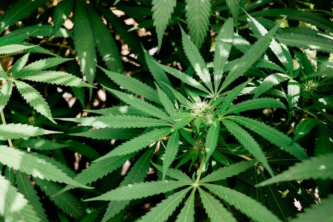 Same-Day THC Joint Delivery in Prague: Fast, Legal, and Affordable