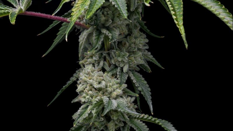 Cannabis Delivery Prague Fast Reliable Affordable
