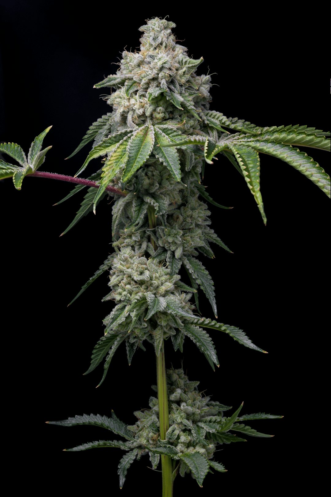 Cannabis Delivery Prague Fast Reliable Affordable