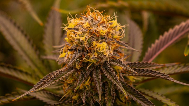 Looking for high‑quality hemp products in the heart of the Czech Republic?