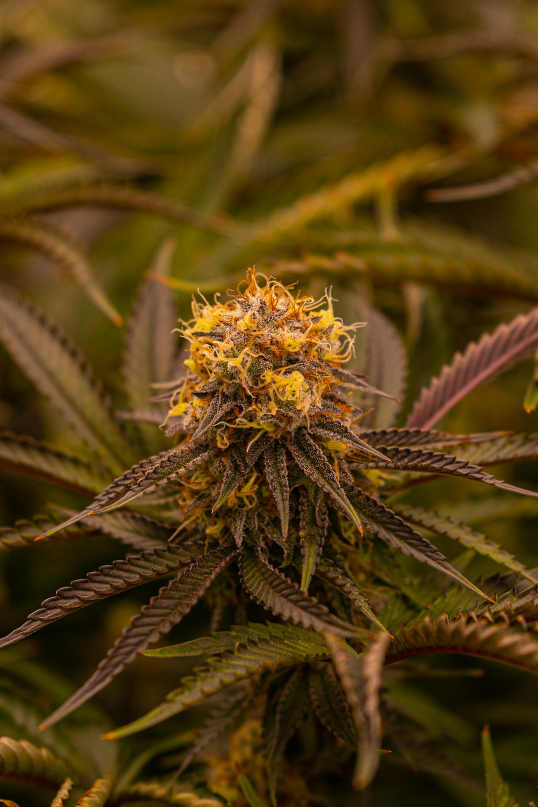 Looking for high‑quality hemp products in the heart of the Czech Republic?