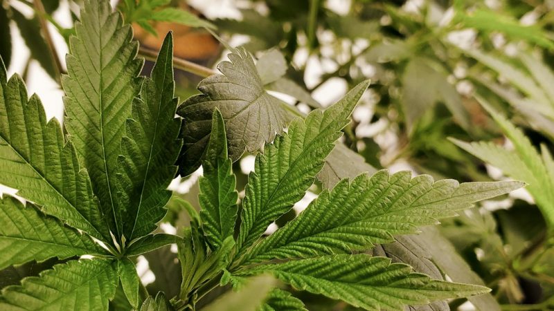 Looking for a quick, reliable way to get high‑quality THC vapes in Prague?