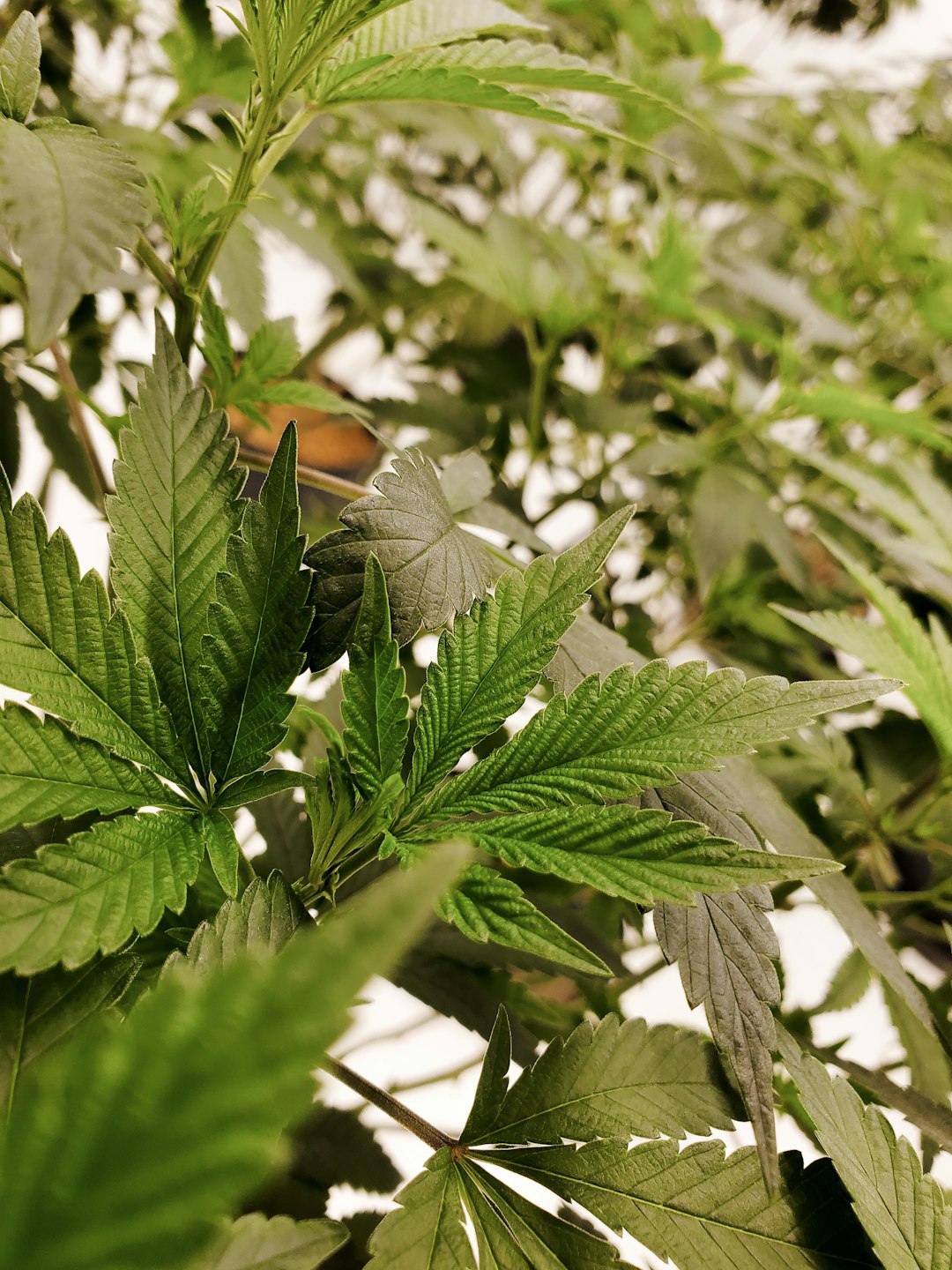 Looking for a quick, reliable way to get high‑quality THC vapes in Prague?