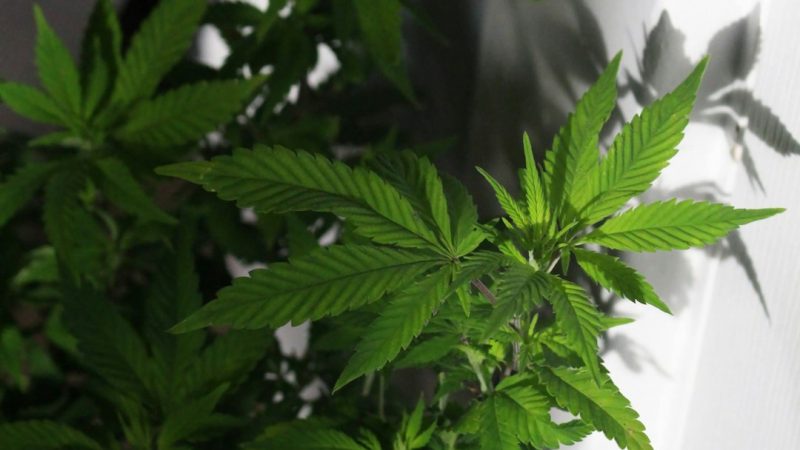 Welcome to the ultimate destination for cannabis lovers in the heart of the Czech Republic