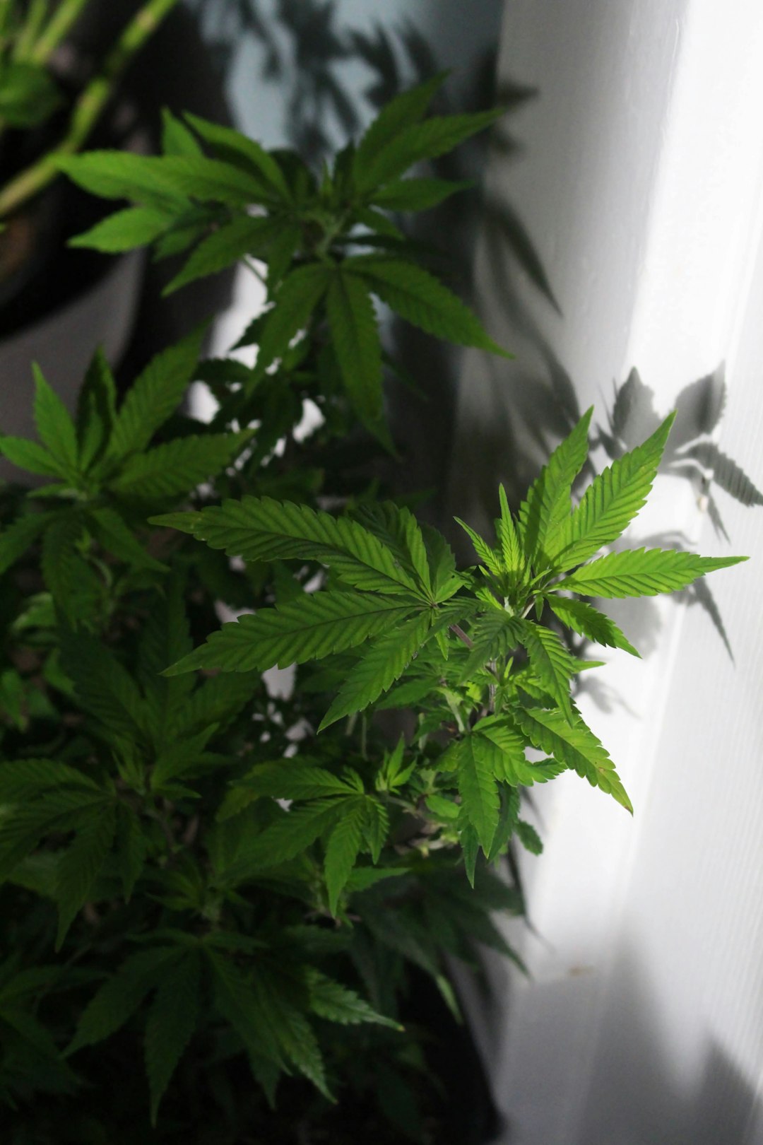Welcome to the ultimate destination for cannabis lovers in the heart of the Czech Republic